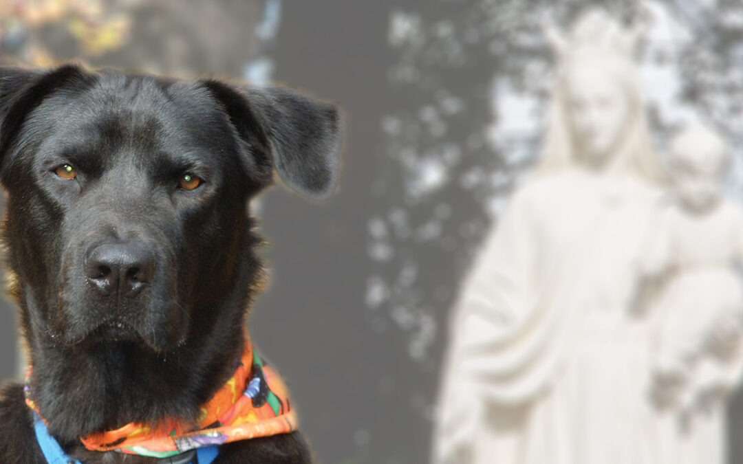 Vincentian DOGMA